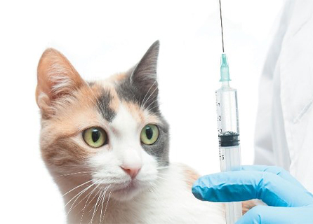 Pedasa Veteriner Kliniği